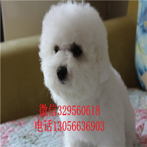 黄石哪里有卖法国比熊幼犬双血统比熊包纯种健康