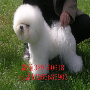 黄山出售纯种茶杯比熊犬高品质比熊疫苗齐全