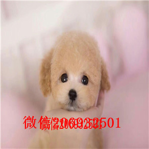 特价出售精品深圳比熊犬品质保证协议购买