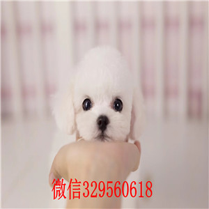 ?？谀睦锬苈虻酱恐直刃苡兹?长不大比熊哪里的健康 比熊纯白色卷毛多少钱