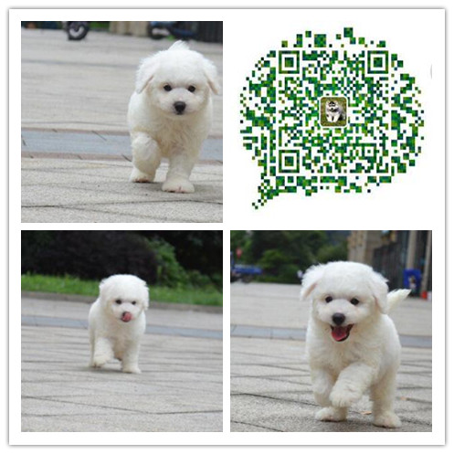 上海出售纯种比熊上海纯种比熊 上海出售比熊