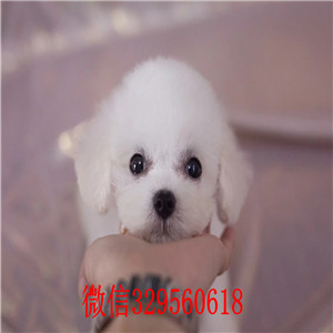  上海比熊幼犬出售 纯种比熊多少钱 比熊价格 