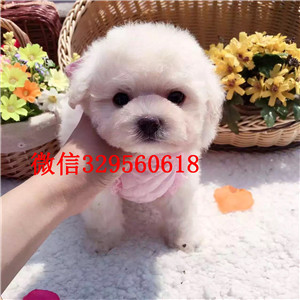 许昌比熊哪里的纯种健康 比熊幼犬哪里的好  