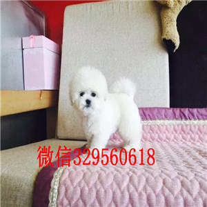 许昌比熊哪里的纯种健康 比熊幼犬哪里的好  比熊哪里的价格便宜