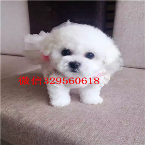 许昌比熊哪里的纯种健康 比熊幼犬哪里的好  比熊哪里的价格便宜