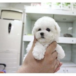 长沙纯种比熊多少钱 长沙哪里卖小体比熊 比熊