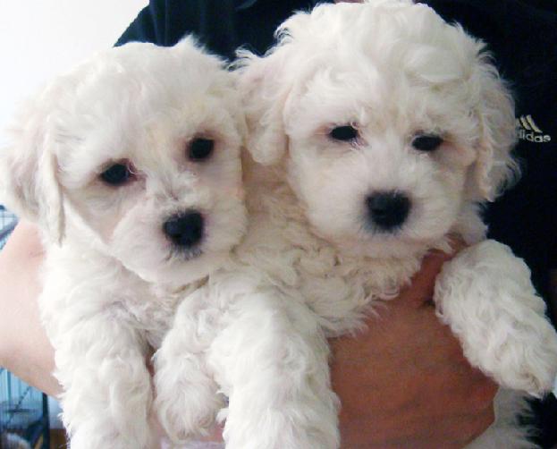 西安哪里有卖比熊犬的 西安哪里出售比熊狗狗 