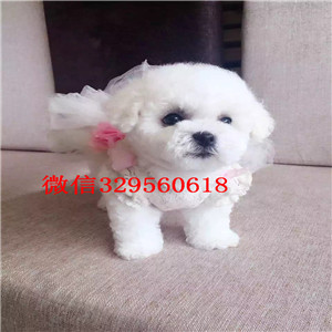  盘锦比熊犬多少钱 盘锦哪里可以买到比熊犬 