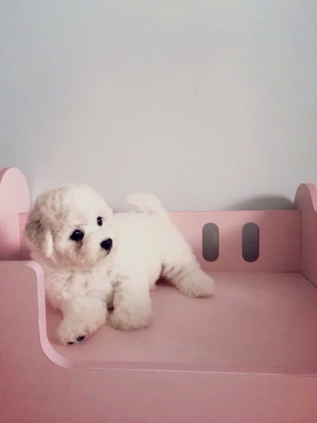 衡阳比熊多少钱 衡阳纯种比熊怎么卖的 衡阳哪里卖的比熊价格便宜