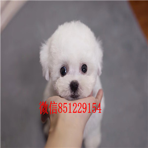 深圳比熊犬哪里有卖 比熊犬价格 深圳比熊犬哪