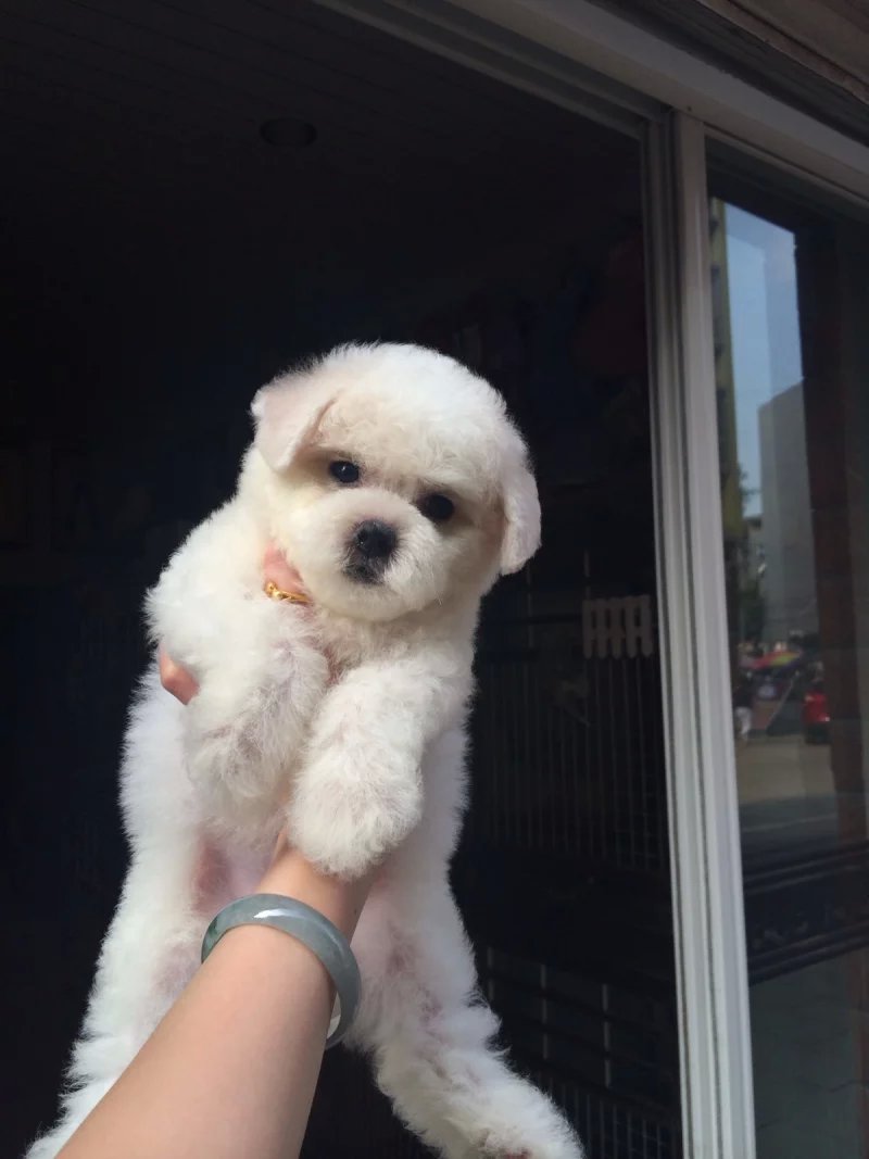 衡阳比熊多少钱 衡阳纯种比熊怎么卖的 衡阳哪里卖的比熊价格便宜