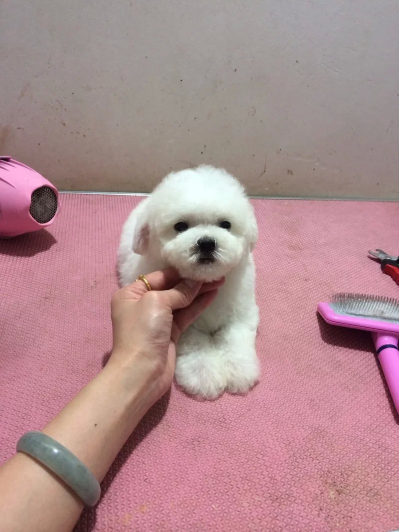 衡阳比熊多少钱 衡阳纯种比熊怎么卖的 衡阳哪里卖的比熊价格便宜