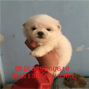 铁岭哪里能买到纯种比熊犬小体比熊犬超级可爱比熊犬犬舍直接购买纯种卷毛比熊犬