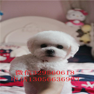 卢湾出售纯种小体比熊犬小体比熊犬比熊犬多少钱纯种健康比熊犬