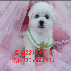 哈尔滨哪里能买到纯种比熊犬茶杯比熊犬比熊犬多少钱法国卷毛比熊犬