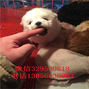 随州出售纯种小体比熊犬小体比熊犬比熊犬一只多少钱犬舍直接购买纯种卷毛比熊犬