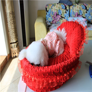 广安哪里能买到纯种比熊犬出售极品比熊幼犬超级可爱比熊犬法国卷毛比熊犬