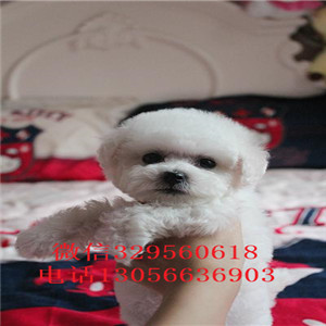林芝哪里有卖纯种比熊犬白色比熊犬超级可爱比