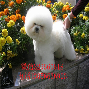 甘孜哪里能买到纯种比熊犬白色比熊犬大眼睛甜