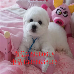 闸北哪里能买到纯种比熊犬出售极品比熊幼犬比