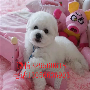 九江出售纯种小体比熊犬出售极品比熊幼犬比熊犬多少钱犬舍直接购买纯种卷毛比熊犬