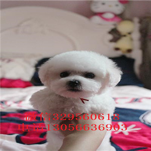 卢湾出售纯种小体比熊犬小体比熊犬比熊犬多少钱纯种健康比熊犬