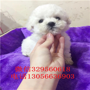 信阳哪里有卖纯种比熊犬茶杯比熊犬比熊犬一只多少钱犬舍直接购买纯种卷毛比熊犬