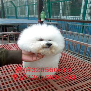 南昌出售纯种小体比熊犬白色比熊犬超级可爱比熊犬犬舍直接购买纯种卷毛比熊犬