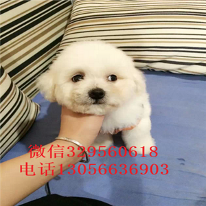 四平哪里能买到纯种比熊犬出售极品比熊幼犬大眼睛甜美脸型比熊幼犬纯种健康比熊犬
