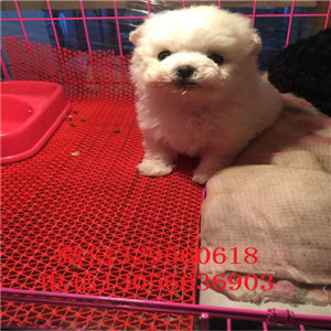 铁岭哪里能买到纯种比熊犬小体比熊犬超级可爱比熊犬犬舍直接购买纯种卷毛比熊犬