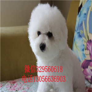 日喀则哪里有卖纯种比熊犬小体比熊犬超级可爱比熊犬犬舍直接购买纯种卷毛比熊犬