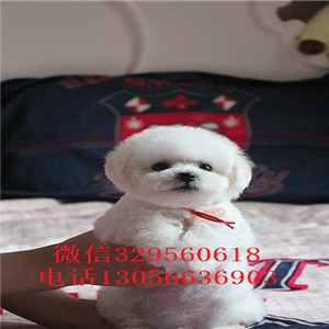 卢湾出售纯种小体比熊犬小体比熊犬比熊犬多少钱纯种健康比熊犬