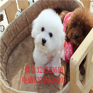 广安哪里能买到纯种比熊犬出售极品比熊幼犬超级可爱比熊犬法国卷毛比熊犬