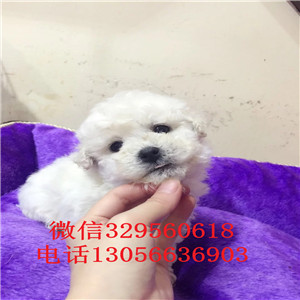 信阳哪里有卖纯种比熊犬茶杯比熊犬比熊犬一只多少钱犬舍直接购买纯种卷毛比熊犬