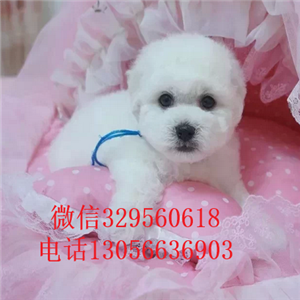 四平哪里能买到纯种比熊犬出售极品比熊幼犬大眼睛甜美脸型比熊幼犬纯种健康比熊犬