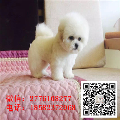 青岛哪里有比熊幼犬出售 比熊哪里的纯种健康 比熊犬舍繁殖 比熊幼犬多少钱