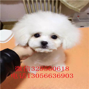 铁岭哪里能买到纯种比熊犬小体比熊犬超级可爱比熊犬犬舍直接购买纯种卷毛比熊犬