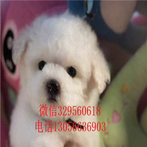 佳木斯哪里有卖纯种比熊犬小体比熊犬比熊犬一