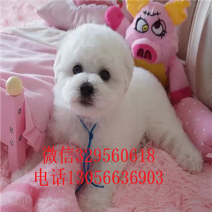 九江出售纯种小体比熊犬出售极品比熊幼犬比熊犬多少钱犬舍直接购买纯种卷毛比熊犬