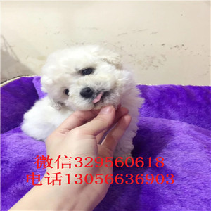 扬州哪里有卖纯种比熊犬小体比熊犬超级可爱比