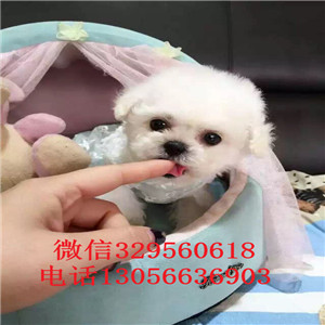 朝阳哪里有卖纯种比熊犬茶杯比熊犬比熊犬多少