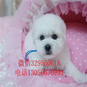 四平哪里能买到纯种比熊犬出售极品比熊幼犬大眼睛甜美脸型比熊幼犬纯种健康比熊犬