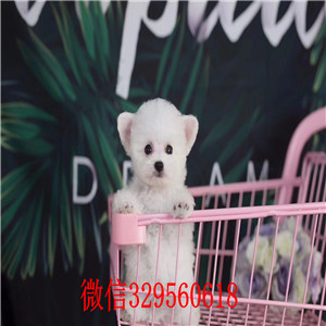 福州比熊犬出售 纯种小体比熊多少钱 茶杯比熊