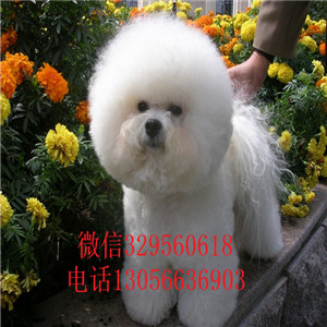 襄樊哪里能买到纯种比熊犬茶杯比熊犬超级可爱比熊犬纯种健康比熊犬