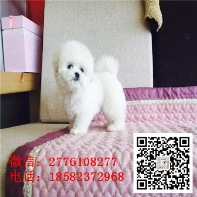 青岛哪里有比熊幼犬出售 比熊哪里的纯种健康 比熊犬舍繁殖 比熊幼犬多少钱