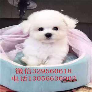 太原哪里有卖纯种比熊犬白色比熊犬大眼睛甜美脸型比熊幼犬纯种健康比熊犬