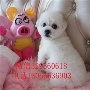 红河哪里有卖纯种比熊犬茶杯比熊犬大眼睛甜美