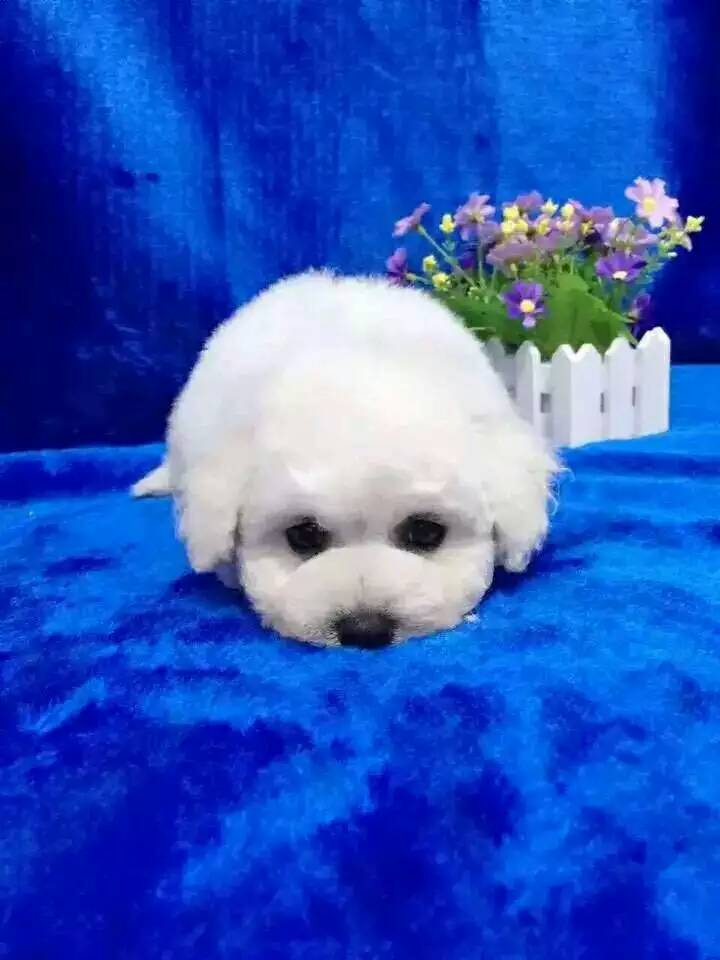 深圳哪里有卖比熊犬 正规犬舍可上门或视频看狗可送货上门、签协议保健康