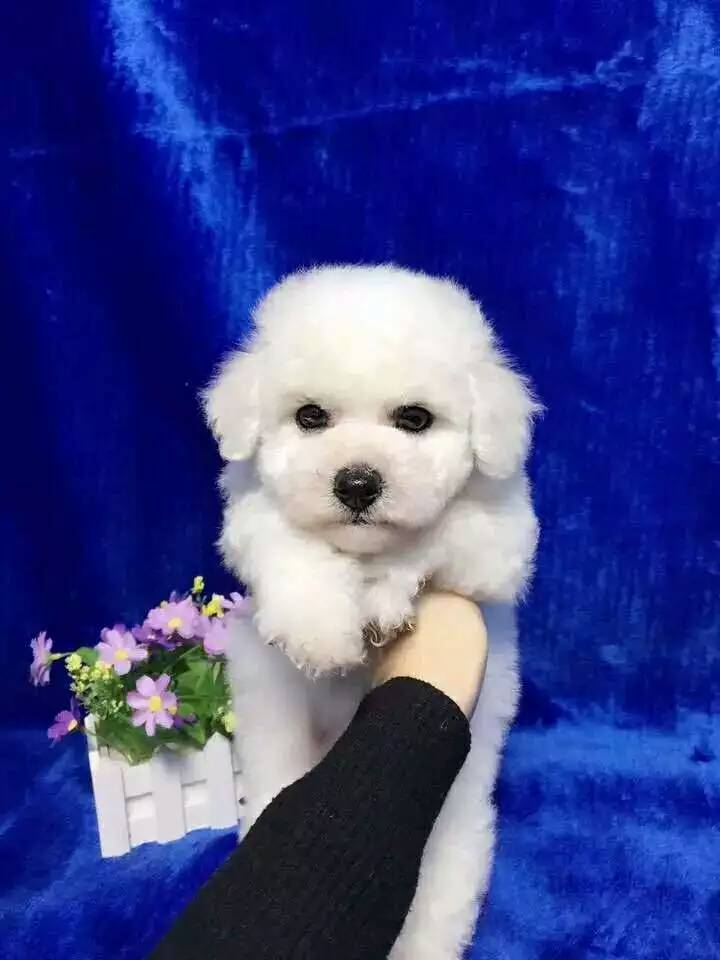 深圳哪里有卖比熊犬 正规犬舍可上门或视频看狗可送货上门、签协议保健康