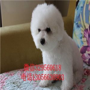 黄山哪里有卖纯种比熊犬出售极品比熊幼犬比熊